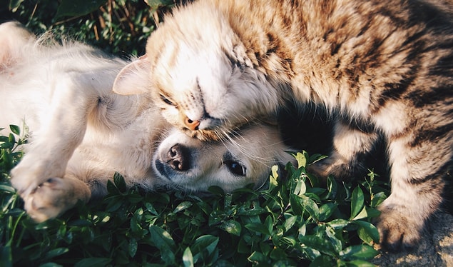 Bu sıcak bir yuvaya ihtiyaç duyan kedi ve köpek dostlarımız için iyi bir haberken, aynı zamanda sahipleri için de iyi bir haber!