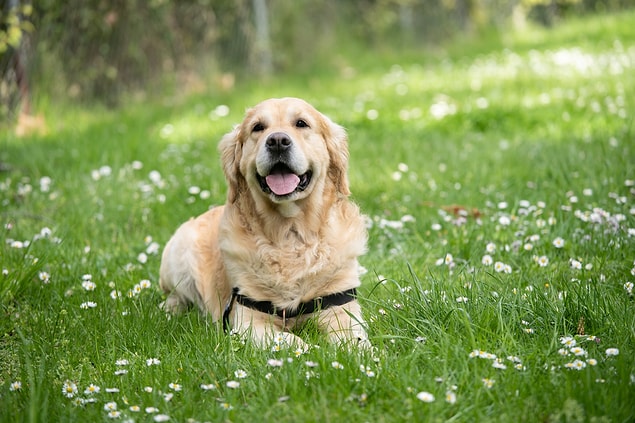 Braley, bir köpek sahiplenmenin bir diğer olumlu etkisinin ise fiziksel aktiviteyi arttırması olduğunu söylüyor.