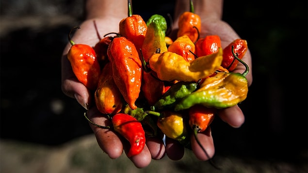 9. Jason McNabb, Bhut Jolokia adlı acı biberden 2 dakika içerisinde 66 gram yemiştir.