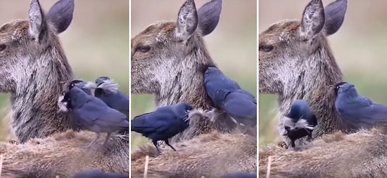 Yuva Yapabilmek İçin Bir Geyiğin Kürkünü Yolan Küçük Kargalar ve Duruma Tepki Göstermeyen Geyiğin O Anları