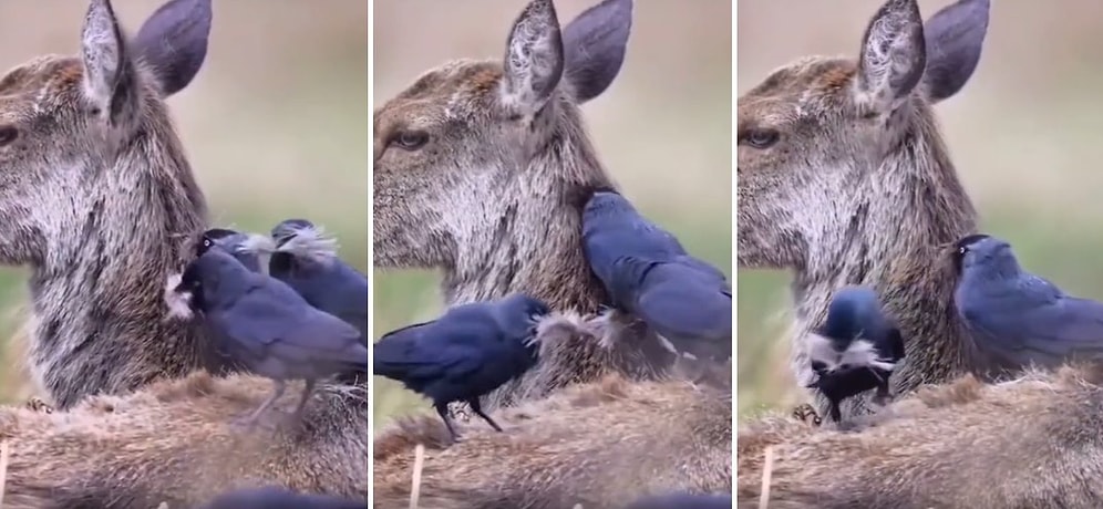 Yuva Yapabilmek İçin Bir Geyiğin Kürkünü Yolan Küçük Kargalar ve Duruma Tepki Göstermeyen Geyiğin O Anları