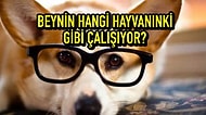 Bu Hayvan Testine Göre Beynin Hangi Hayvanınki Gibi Çalışıyor?