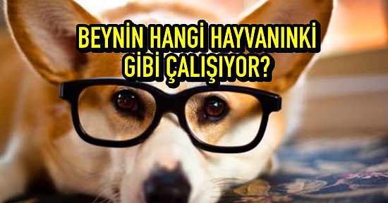 Bu Hayvan Testine Göre Beynin Hangi Hayvanınki Gibi Çalışıyor?