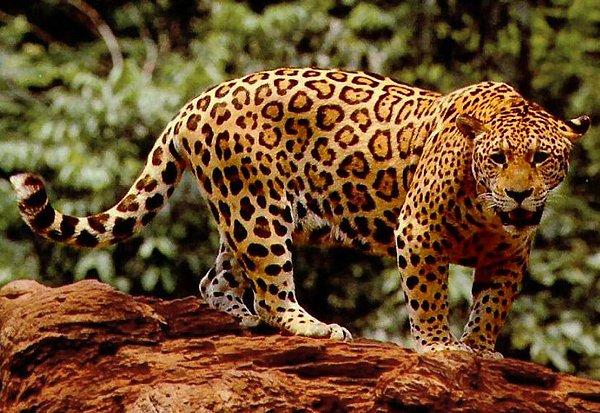 Jaguar!