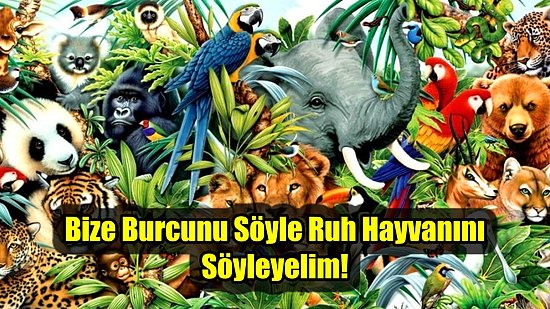 Bize Burcunu Söyle Ruh Hayvanını Söyleyelim!