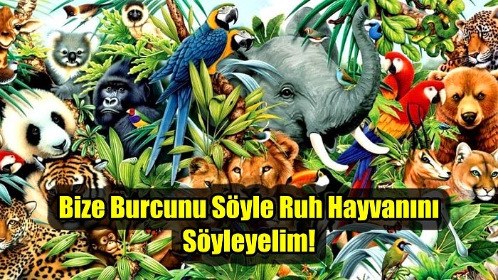 Bize Burcunu Söyle Ruh Hayvanını Söyleyelim!