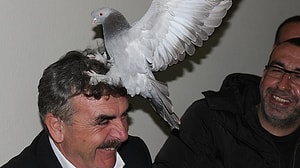 taklacı güvercin Profil Resmi