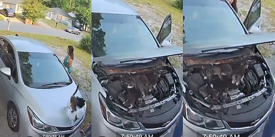 Aman Dikkat! İki Arkadaşın Arabayı Çalıştırmadan Önce Kontrol Ettikleri Kaputtan Bir Sürü Kedi Çıktı