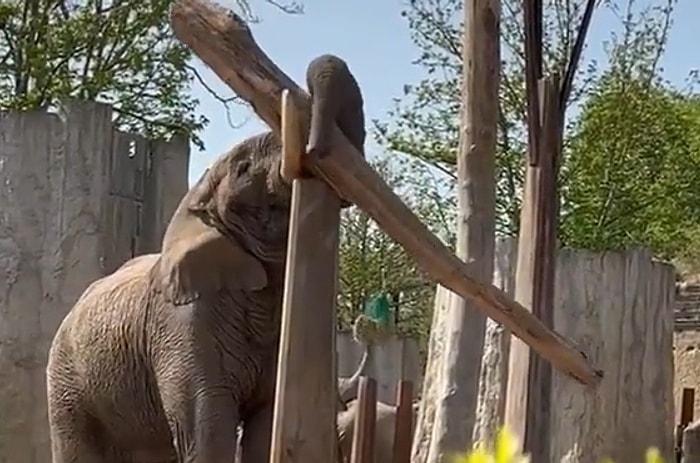 Videosu Olmasa Hayatta İnanmayız: Yerden Aldığı Kütüğü Dikey Duran Kütüğün Üzerinde Dengede Tutan Fil