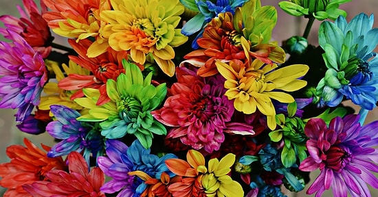 Bu Çiçeklerin İsimlerini Bulabilecek misin?