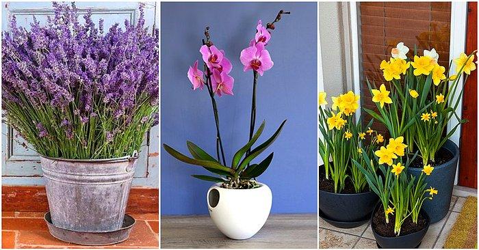 Evinizdeyken Mis Kokulu Kırlardaymış Gibi Hissetmenizi Sağlayacak 10 Çiçek