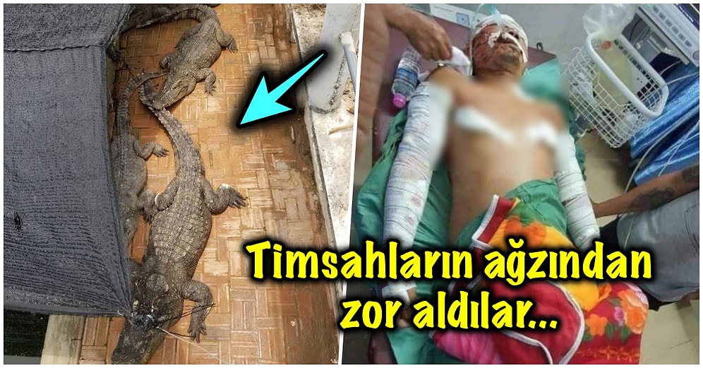 Timsahlarla Dolu Süs Havuzuna Çişini Yapmaya Çalışırken Dengesini Kaybedip Düşen Bahtsız Adam