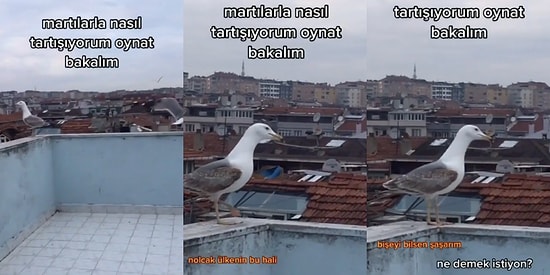 Balkonundaki Martılarla Onların Diliyle Tartışan Gencin, Müthiş Martı Aksanı ve Alt Yazılı Videosu Viral Oldu