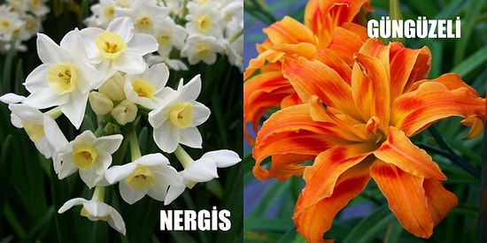 Yoldan Geçenleri Kıskandıracak Kadar Güzel 10 Bahçe ve Balkon Çiçeği