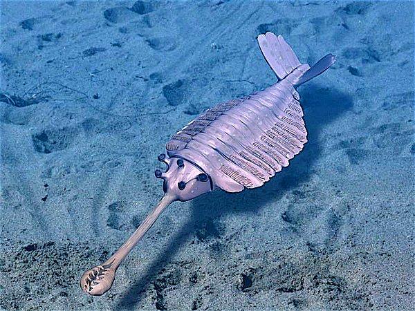 8. En tuhafını sona sakladık: Denizin derinliklerinde 5 gözlü bir su hayvanı yaşıyordu.
