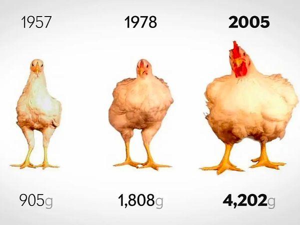 Çünkü tavukların boyutu son 50 yılda yaklaşık %364 oranında büyüdü!