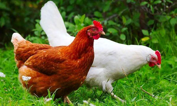 'Frankenbird' türündeki bu tavukların mümkün olabildiği kadar şişip kilo alması için genetiğiyle oynandı. Günümüzdeki tavuklar, kısa kalan bacakları ve büyük göğüslerinden ötürü paytak paytak yürüyor ve çabucak şişmeleri için soya ve mısırla besleniyorlar.