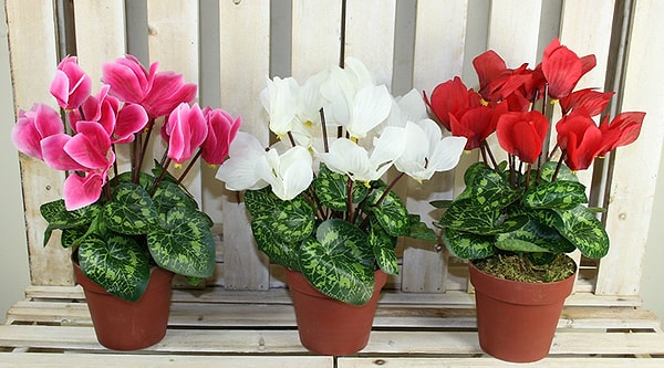 5. Peki sıklamenler ne zaman çiçek açar?