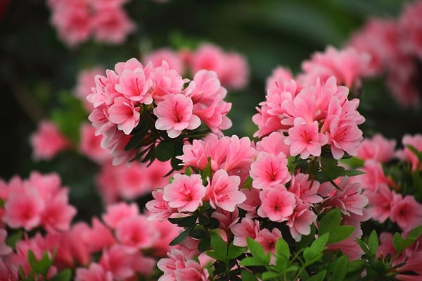 8. Son olarak açelyanın ne zaman çiçek açtığını seçer misin?