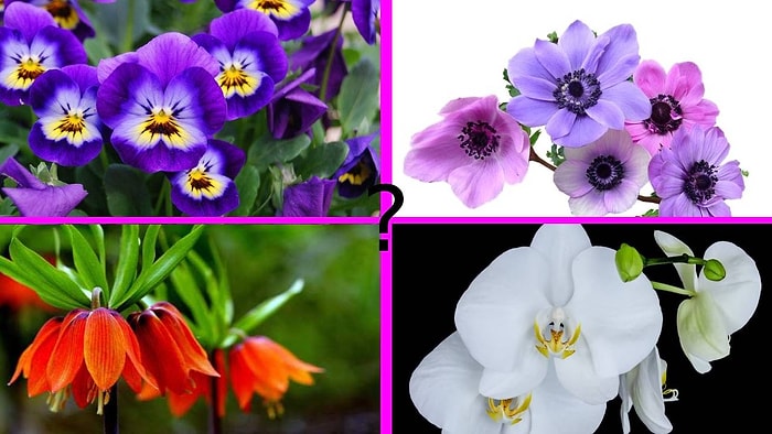 Çiçeklerin Anlamlarına Ne Kadar Hakimsin?