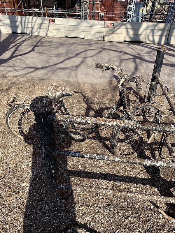 8. "Bisikletimi yanlış ağacın altına park etmişim."