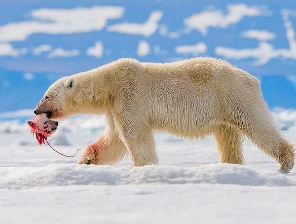 7. Yakın zamanda öldürülen bir kutup ayısı yavrusunun kafasını ağzıyla taşıyan yetişkin bir kutup ayısı: