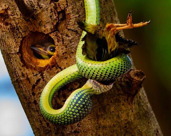 6. Bir kuşu boğarak öldüren ürkütücü yılan: