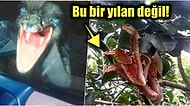 Doğanın Korkutucu Yüzünü İliklerinize Kadar Hissetmenize Sebep Olacak Birbirinden Ürkütücü 15 Yeni Fotoğraf