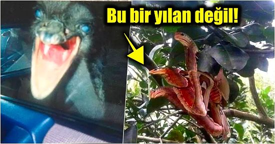 Doğanın Korkutucu Yüzünü İliklerinize Kadar Hissetmenize Sebep Olacak Birbirinden Ürkütücü 15 Yeni Fotoğraf