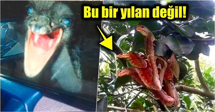 Doğanın Korkutucu Yüzünü İliklerinize Kadar Hissetmenize Sebep Olacak Birbirinden Ürkütücü 15 Yeni Fotoğraf