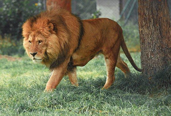 Dickman, büyük kedileri korumak için çalışmalar gerçekleştiren Lion Landscapes isimli organizasyonun baş kurucularından biri.