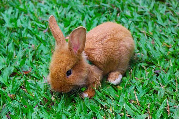 16. Tavşanlar sadece havuç yemez; aksine en çok çimeni severler.