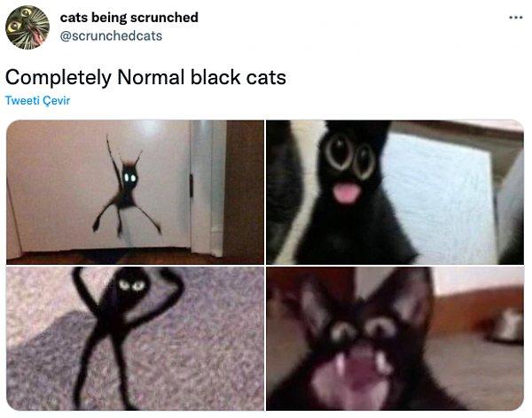 9. "Tamamen normal kara kediler"