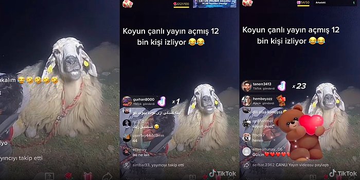 Bunu da Görmedik Demeyiz: 12 Bin Kişi Dakikalar Boyunca TikTok Canlı Yayınında Geviş Getiren Koyunu İzledi