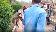 Yem Verdiği Maymuna Tokat Atan Kişinin Ağız Dolusu Küfür Etmenize Neden Olacak Görüntüleri