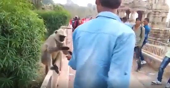 Yem Verdiği Maymuna Tokat Atan Kişinin Ağız Dolusu Küfür Etmenize Neden Olacak Görüntüleri