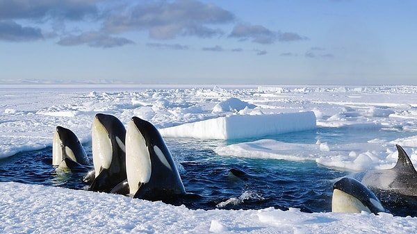 7. Frozen Planet (2011)