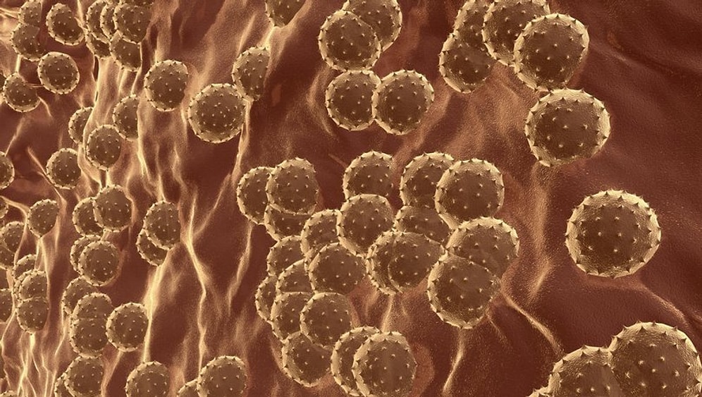 İngiltere'de Ortaya Çıkan Gizemli Hepatit Virüsü Şimdi de Kanada'da Görüldü