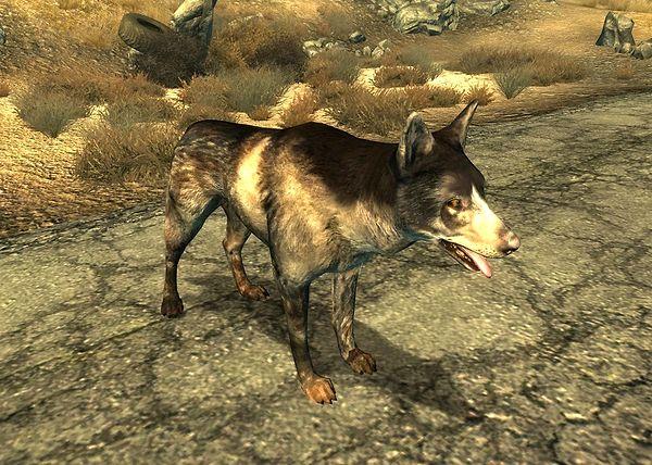 15. Fallout 3'teki yoldaşımız Dogmeat Mad Max 2'deki köpekten modellenmiştir.