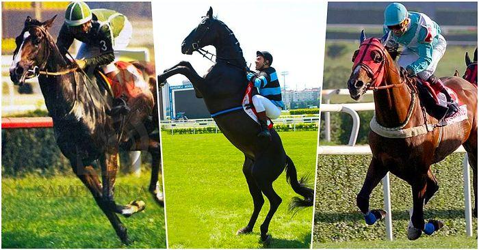Türk Yarış Tarihinin Önemli Atlarını Ne Kadar İyi Biliyorsun?