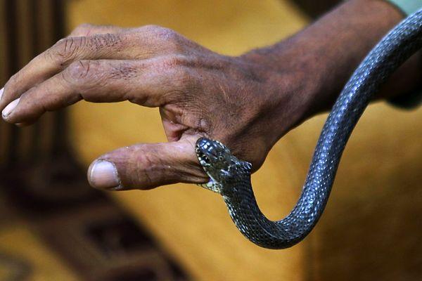 "Yılanın zehirli olup olmadığını Cemal Amvasi isimli Filistinli bir uzmandan öğrendim. Amvasi hala hiçbir ücret almadan yılan sokmalarına karşı bana panzehir vermeye devam ediyor.”