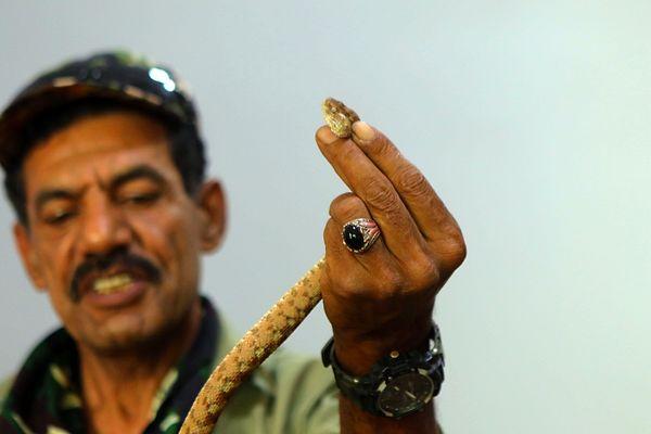 Tüm yılan türleri arasında Filistin engereğinin en tehlikeli türlerden biri olduğunu ifade eden 55 yaşındaki adam, yine yanı şekilde Orta Doğu'ya özgü zehirli bir engerek türü olan Echis Coloratus'un da kanı sulandırdığını ve öldürücü etkiye sahip olduğunun altını çiziyor.