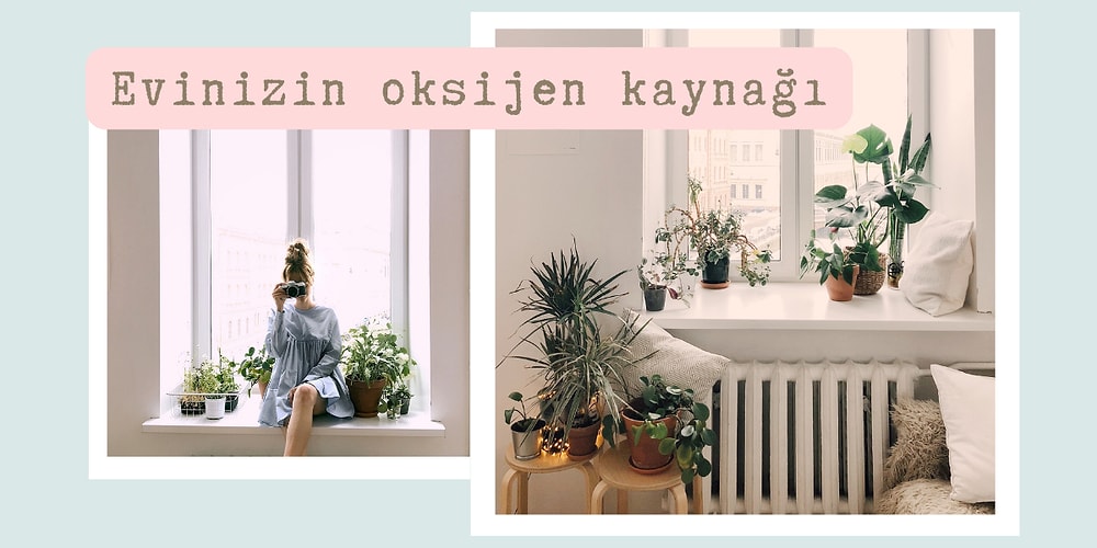 Evinize ve Balkonunuza Neşe Getirecek Canlı Saksı Bitkileri