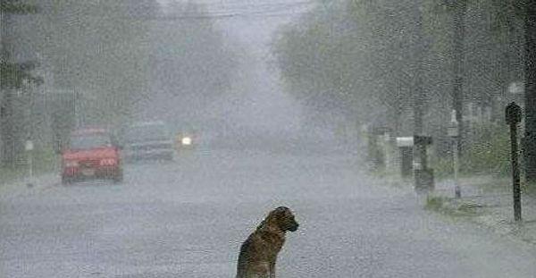 8. Kendisini sokağa atan sahibini yağmur çamur demeden günlerce bıraktığı yerde bekleyen bir köpek...