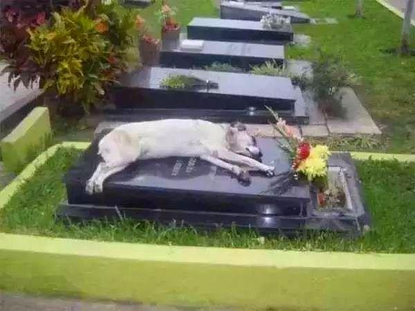15. Ve son olarak, her gece ölen sahibinin mezarında uyuyan bir köpek...