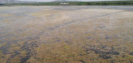 Büyükçekmece Gölü'nde Yosun İstilası
