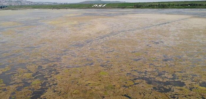 Büyükçekmece Gölü'nde Yosun İstilası