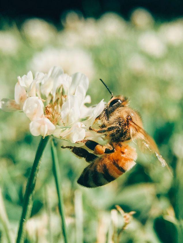 Fotoğraflardan bakıldığında ne kadar sevimli dursalar da birçok kişi arılardan korkuyor ya da arı gördüğünde tedirgin oluyor.