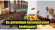 Evinizin Bahçesinde Büyük Bir Arı Sürüsü Sürpriziyle Karşı Karşıya Kaldığınızda Neler Yapmalısınız?