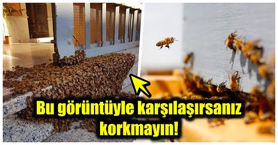 Evinizin Bahçesinde Büyük Bir Arı Sürüsü Sürpriziyle Karşı Karşıya Kaldığınızda Neler Yapmalısınız?